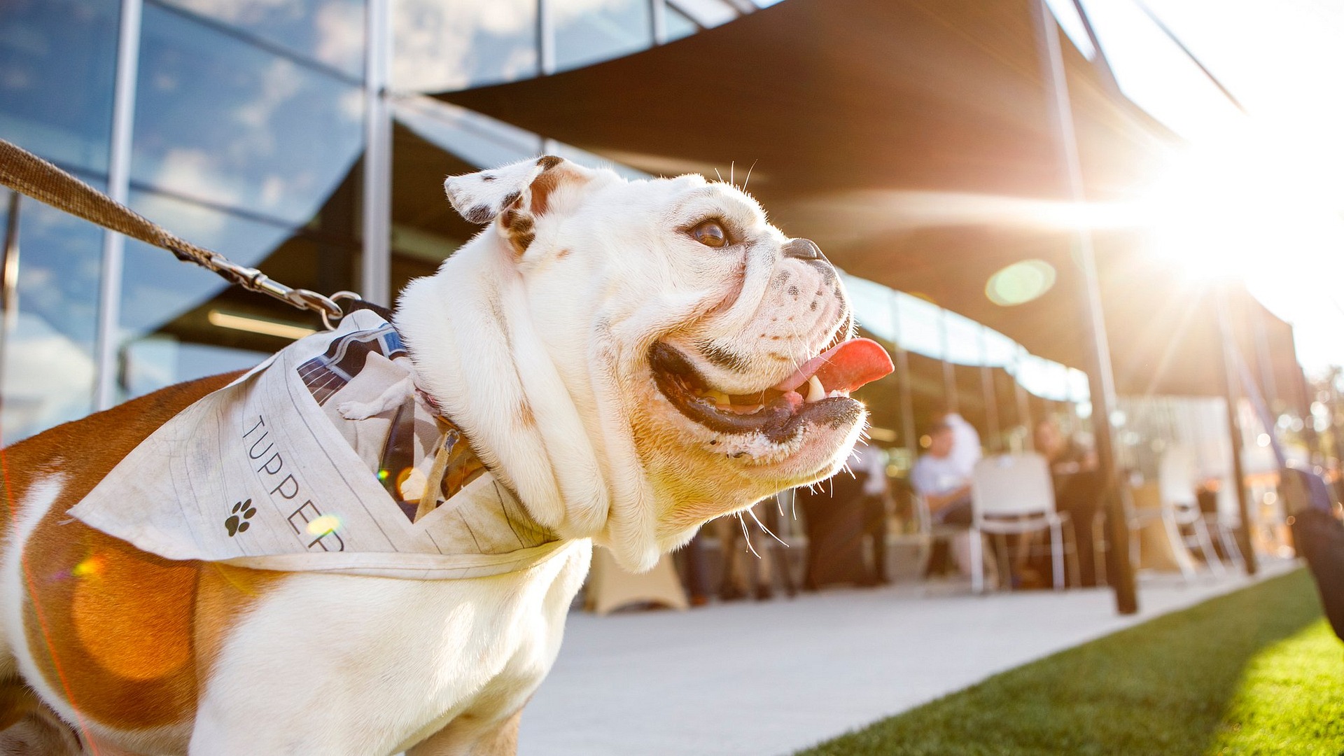 Tupper II Standing in Sunlight