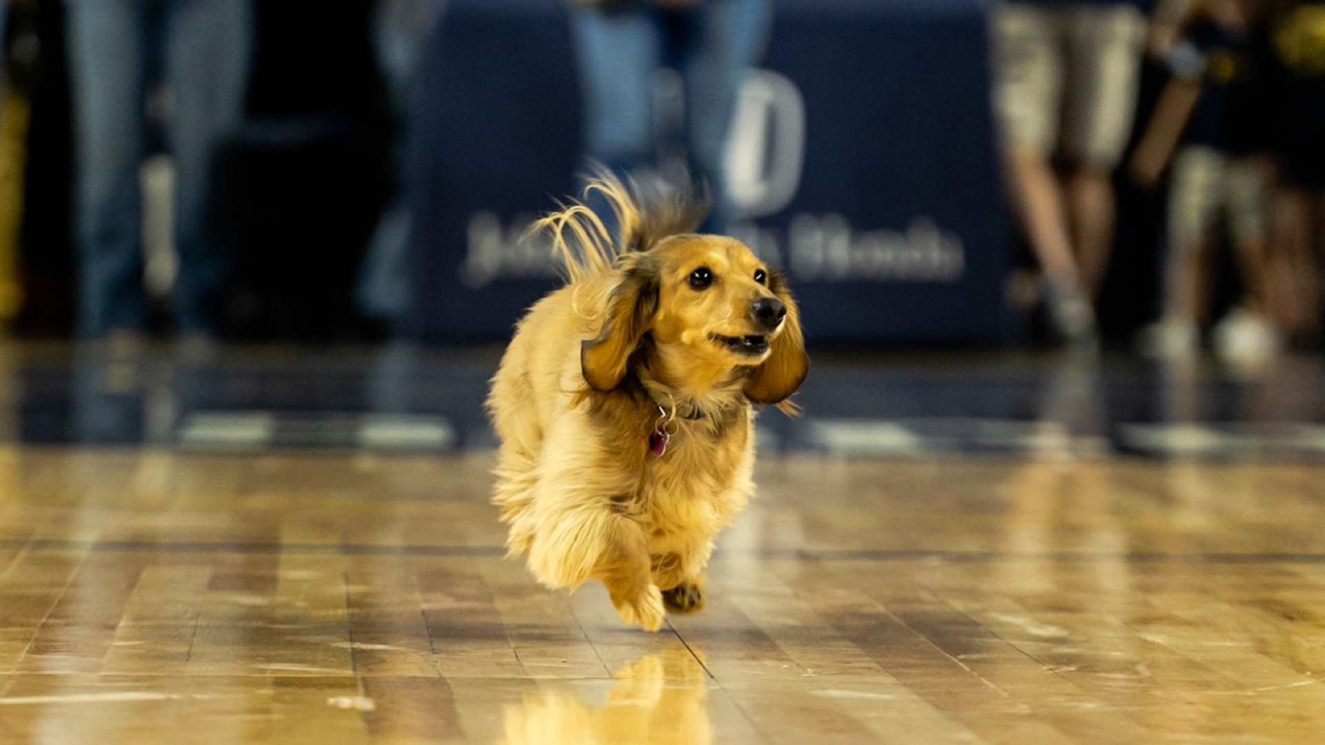 Small dog at dog race